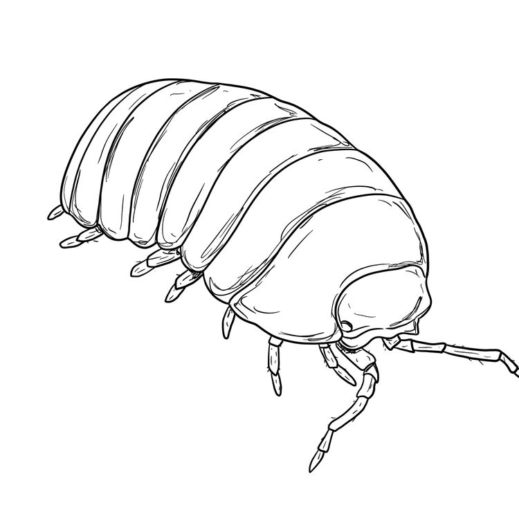 cover art for Heligan's Woodlouse - Lucy Lapwing