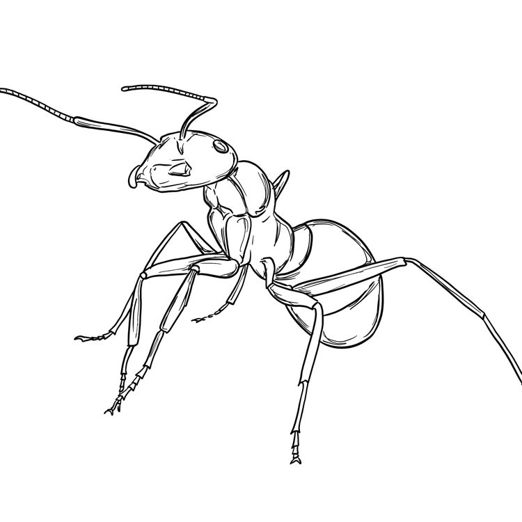 cover art for Heligan's Wood Ant  - Professor Adam Hart