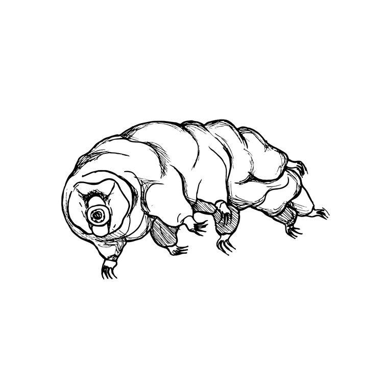 cover art for Heligan's Tardigrade - Dr George McGavin