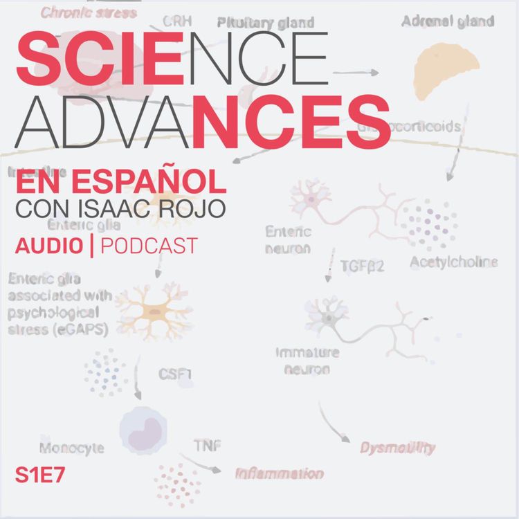 cover art for 📰 ¡Científicos ya saben por qué el estrés crónico puede inflamar el intestino!.