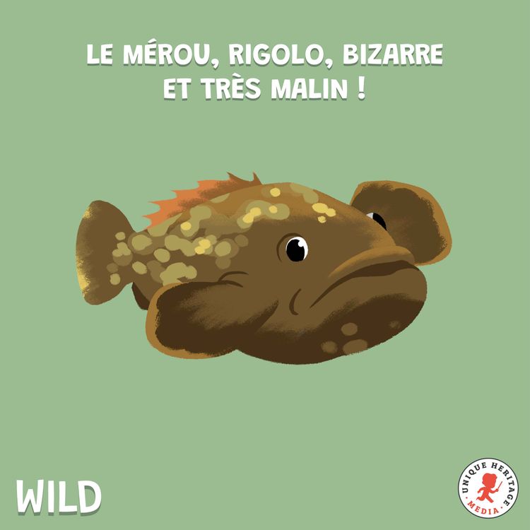 cover art for Le Mérou, rigolo, bizarre et très malin !