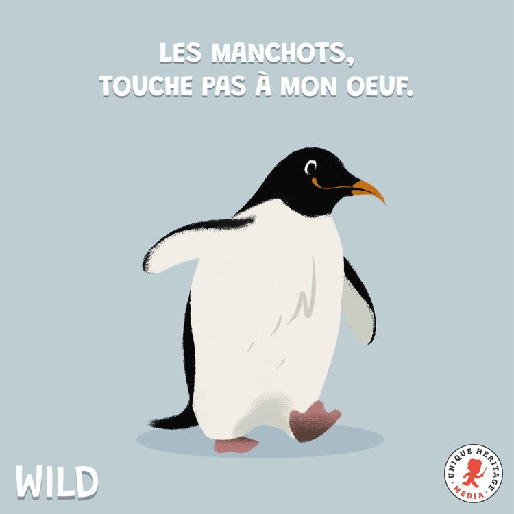 cover art for Les Manchots, touche pas à mon oeuf