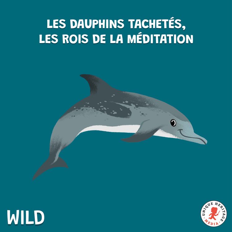 cover art for Rediffusion /Les Dauphins tachetés, rois de la méditation 