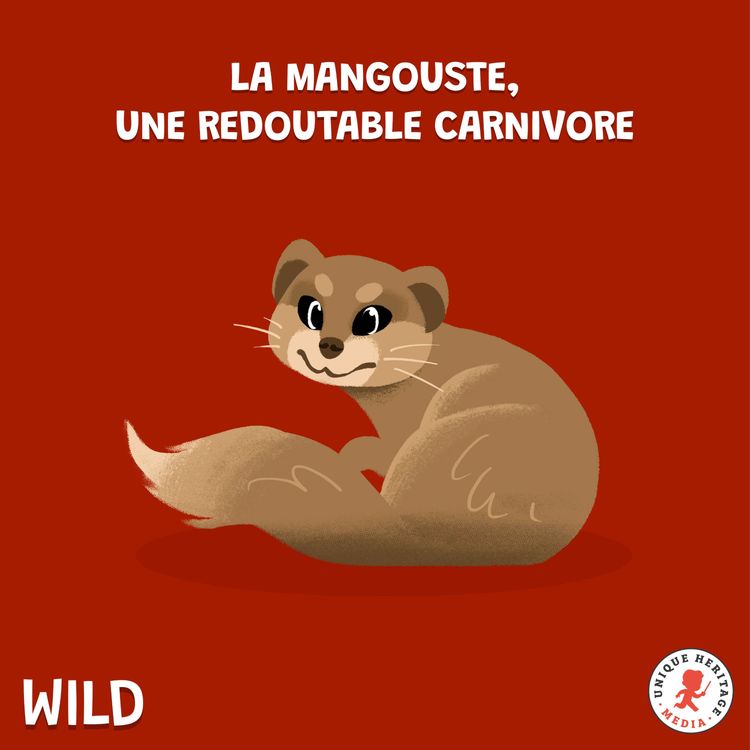 cover art for La Mangouste, une redoutable carnivore ! 