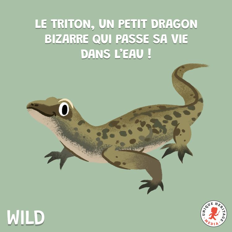 cover art for Le Triton un petit dragon bizarre qui passe sa vie dans l'eau 