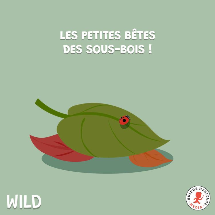 cover art for Les petites bêtes des sous-bois, épisode 1