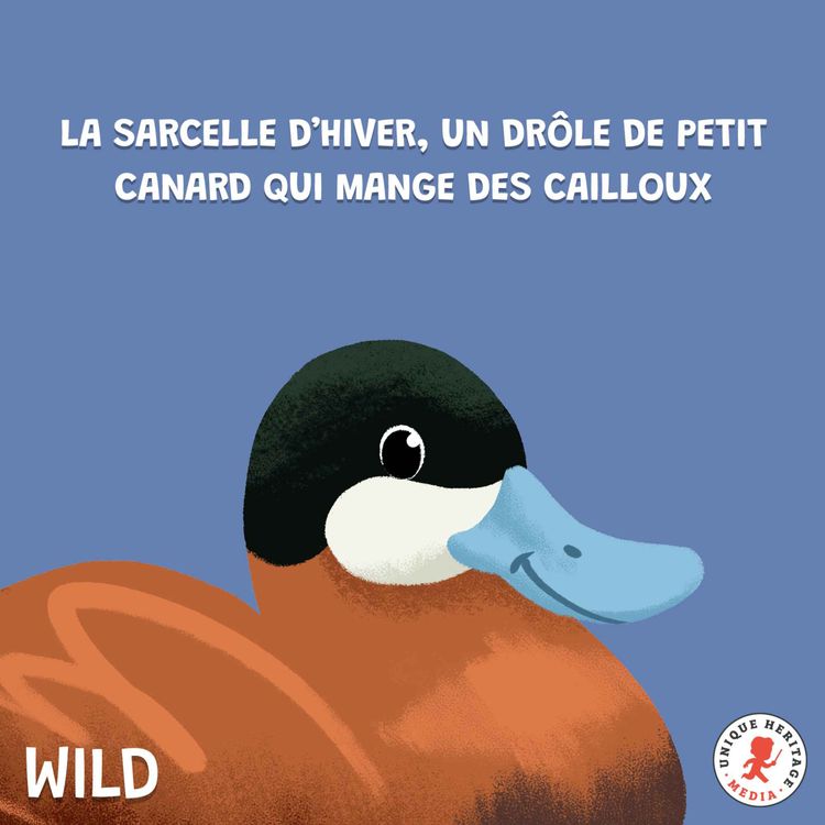 cover art for La Sarcelle d'hiver, un drôle de petit canard qui mange des cailloux