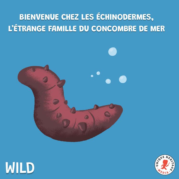cover art for Bienvenue chez les échinodermes, l'étrange famille du concombre de mer !