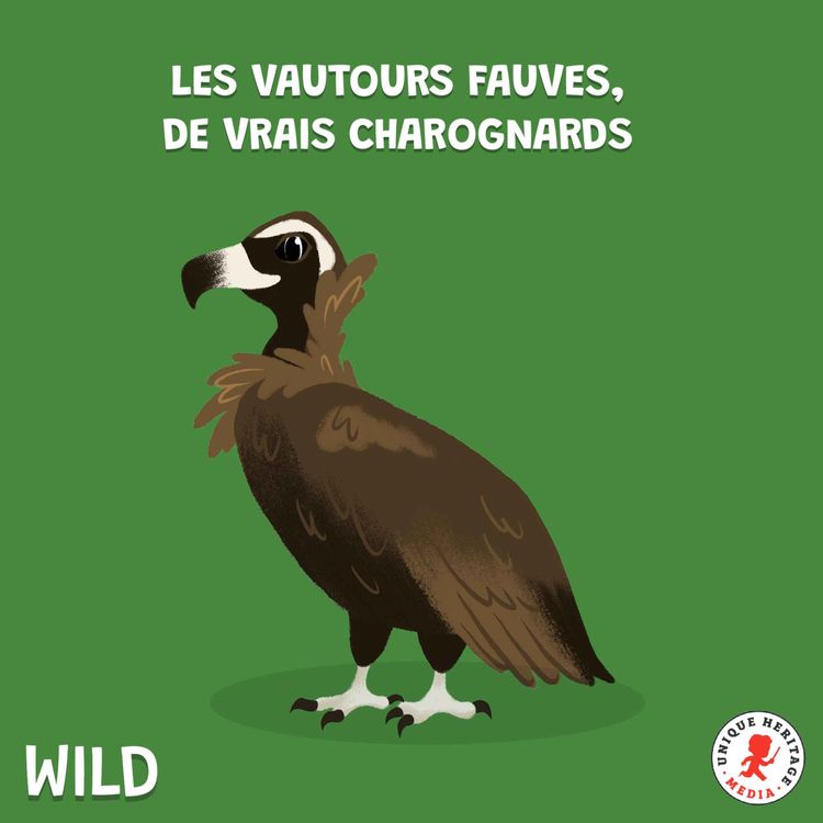 cover art for Les vautours fauves, de vrais charognards