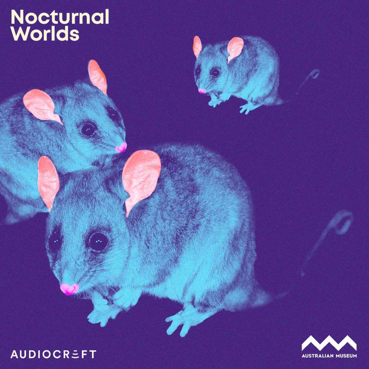 cover art for Soundscape - Mountain Pygmy Possum