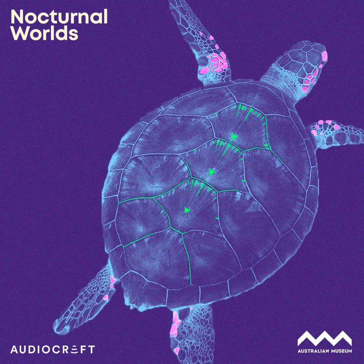 cover art for Soundscape - Green Sea Turtle