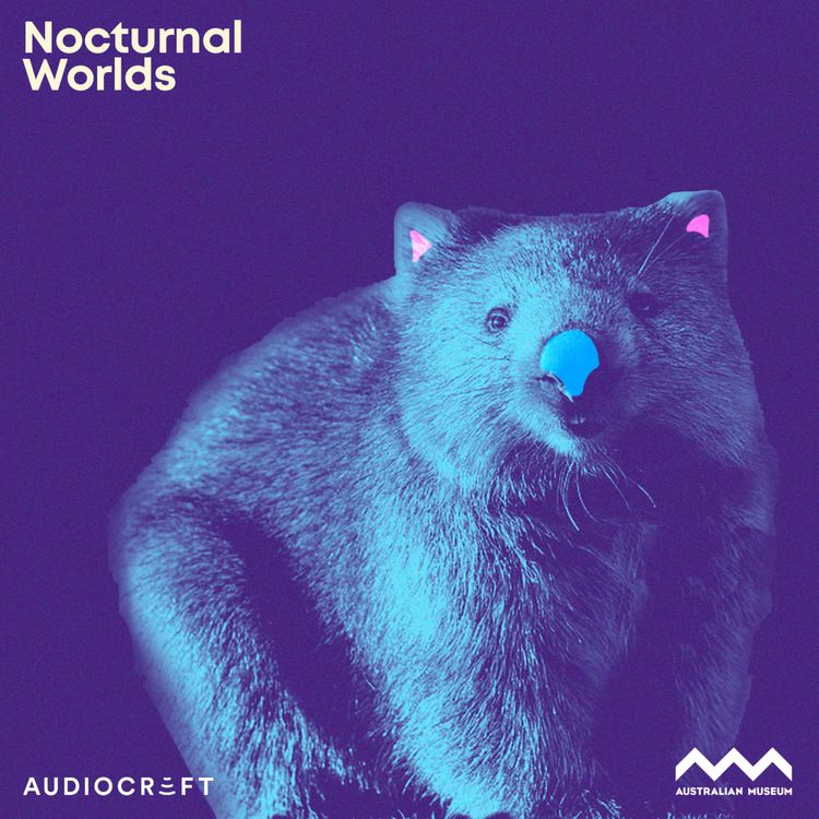 cover art for Soundscape - Bare-Nosed Wombat