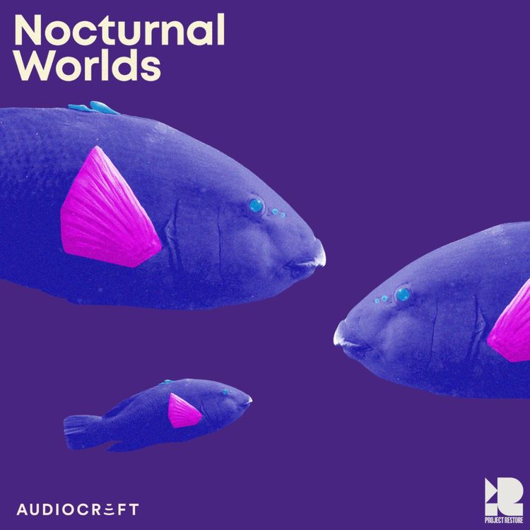 cover art for Blue Groper