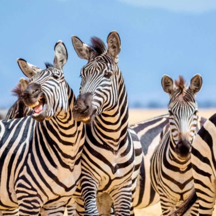 cover art for Calling Balls & Strikes: NFL refs and robot umps