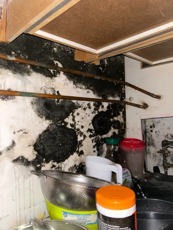 cover art for Episode 004 - Black Mold In The Sunset