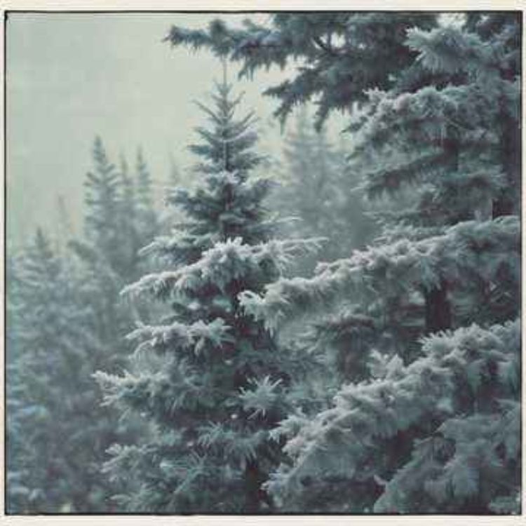 cover art for My Christmas Will Be Cold Without You (Version 2)