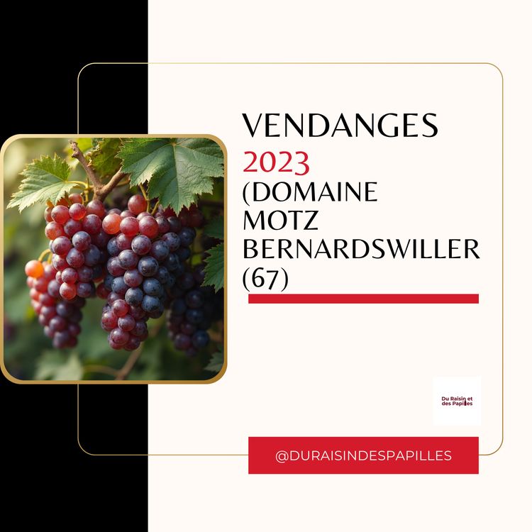 cover art for [Rediff] Les vendanges 2023 au Domaine Motz