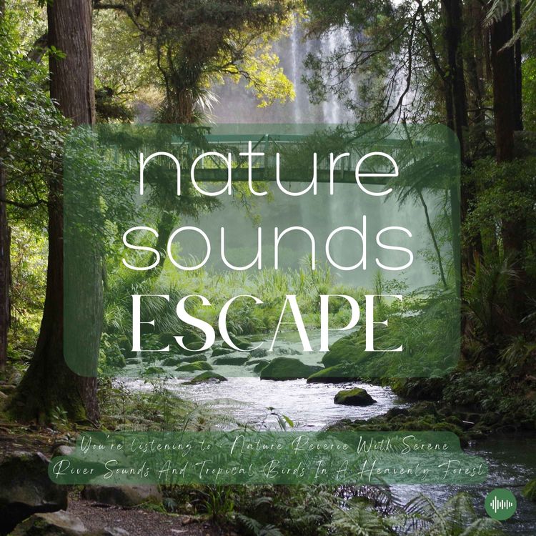 cover art for Nature Reverie With Serene River Sounds & Singing Birds In A Heavenly Forest | Relaxing Nature Sounds For Sleep, Meditation, Relaxation Or Focus | Sleep Sounds, Sleep Fast, Birdsong, Rain, Ocean Sounds, Sons Pour Dormir, Sons Nature, White Noise