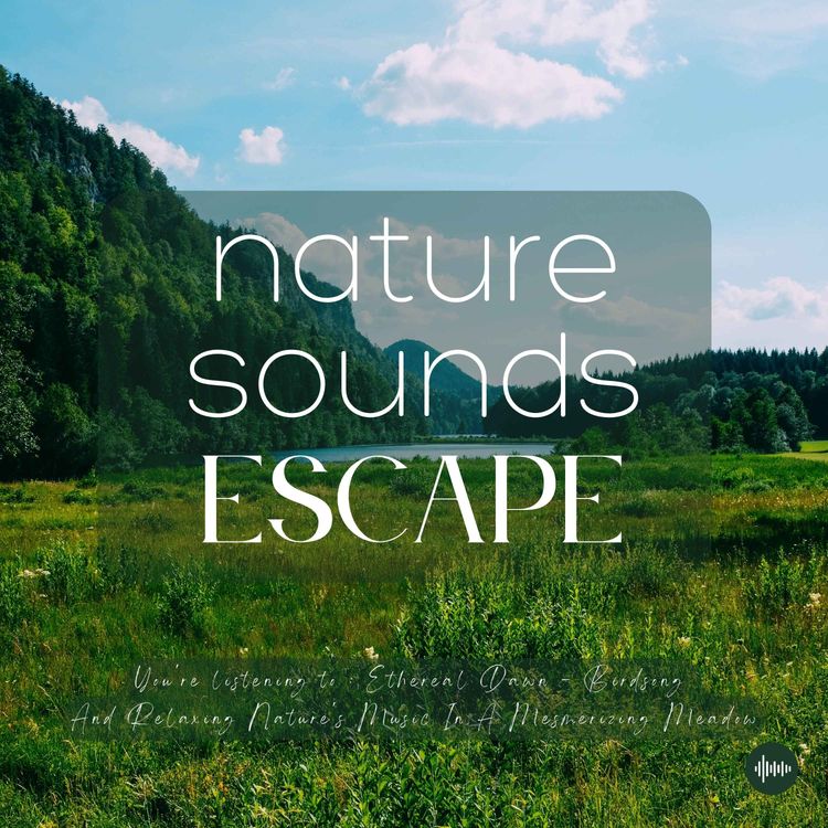 cover art for Ethereal Melodies Of Singing Birds, Wind & Relaxing Nature Sounds For Sleep, Meditation, Relaxation Or Focus | Sleep Sounds, Sleep Music, Sleep Fast, Chirping, Birdsong, White Noise For Sleep, Rain, Sons Pour Dormir, Sounds Of Nature, Zen 8D Sounds