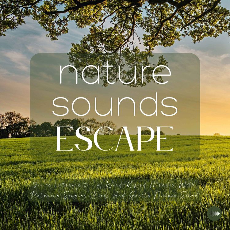 cover art for A Wind-Kissed Meadow With Relaxing Singing Birds & Nature Sounds | Nature Sounds For Sleep, Meditation, Relaxation, Studying Or Focus | Sleep Music, Sleep Sounds, Study Music, Sleep Fast, White Noise For Sleep, Zen, Rainfall, ASMR, Musique Pour Dormir