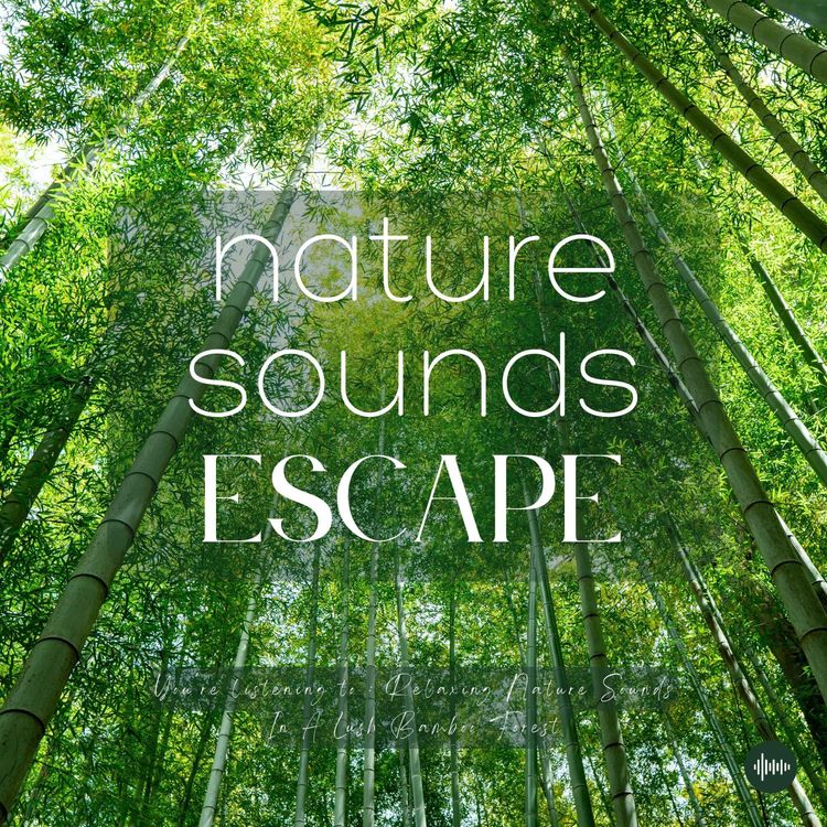 cover art for A Peaceful Bamboo Forest Soundscape | Relaxing Nature Sounds For Sleep, Meditation, Relaxation, Studying Or Focus | Sleep Music, Sleep Sounds, Study Music, Zen, Sleep Fast, White Noise, Rainfall, Lluvia, Música Relajante Para Dormir, Sonidos Naturales