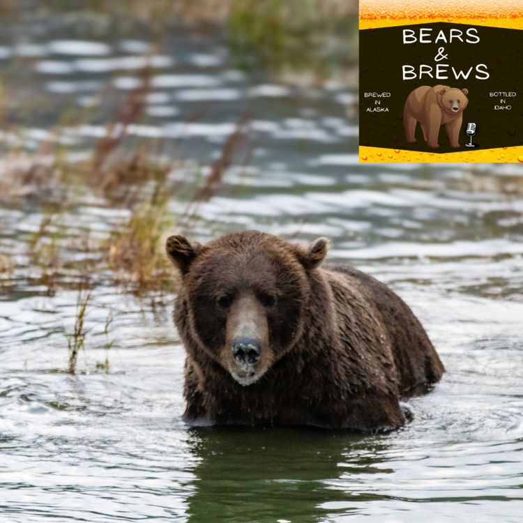 cover art for Microbruin 1: Swimming in Grizzly Bears