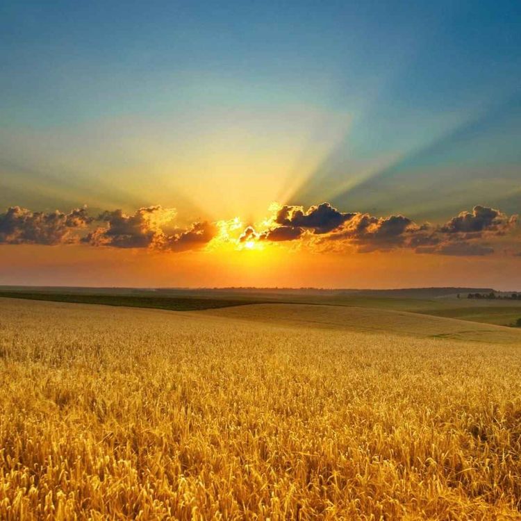 cover art for La Mies es Mucha y Pocos los Obreros