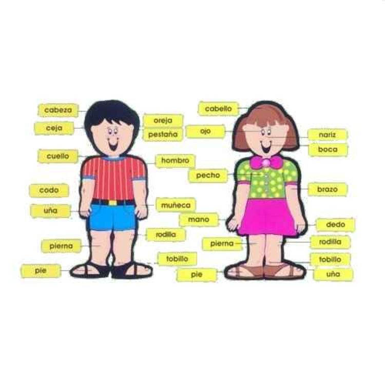 cover art for El cuerpo humano