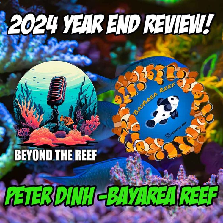 cover art for 2024 Year End Review - Peter Dinh (BayArea Reef)