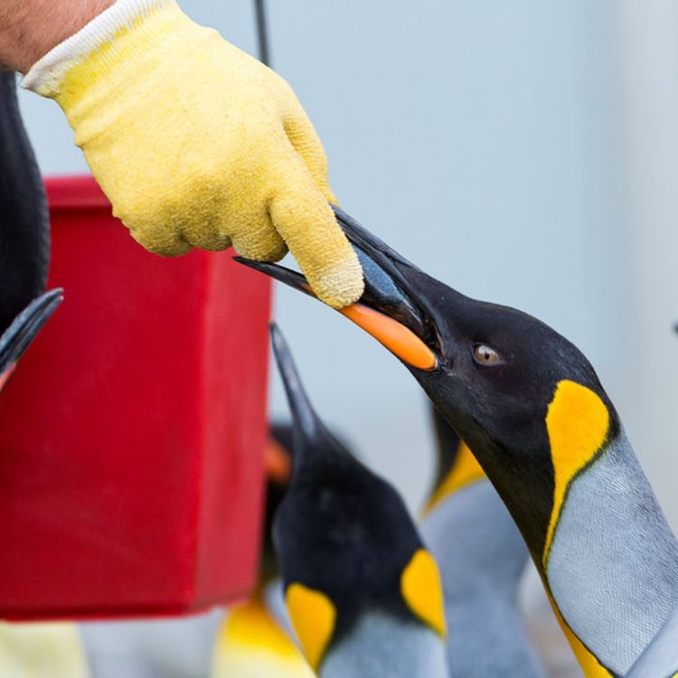 cover art for Are zoos an anachronism in the 21st century?