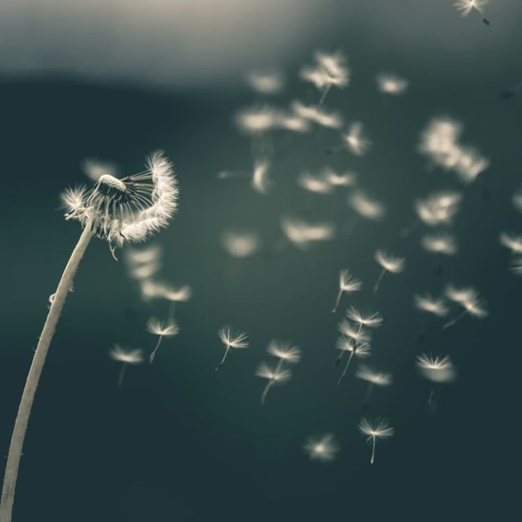 cover art for Rethinking vulnerability as strength