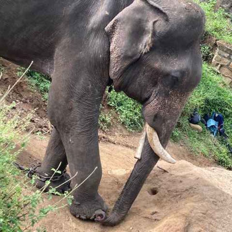 cover art for Mystic India Episode 3