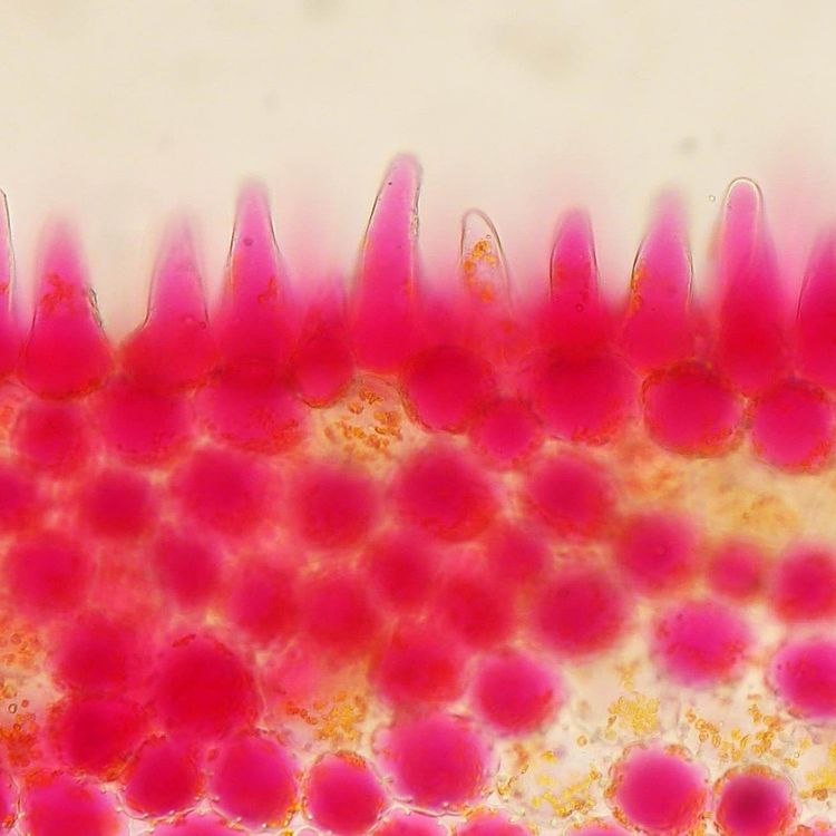cover art for Stacey Smith on Flower Color Evolution and Life as a Botanist 