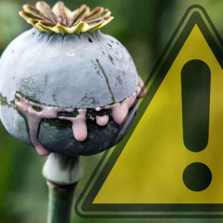 cover art for El Opio: Un Vistazo Profundo a la Droga que Cambió la Historia