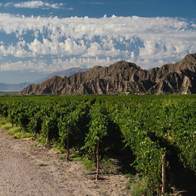 cover art for Did you celebrate Malbec World Day?