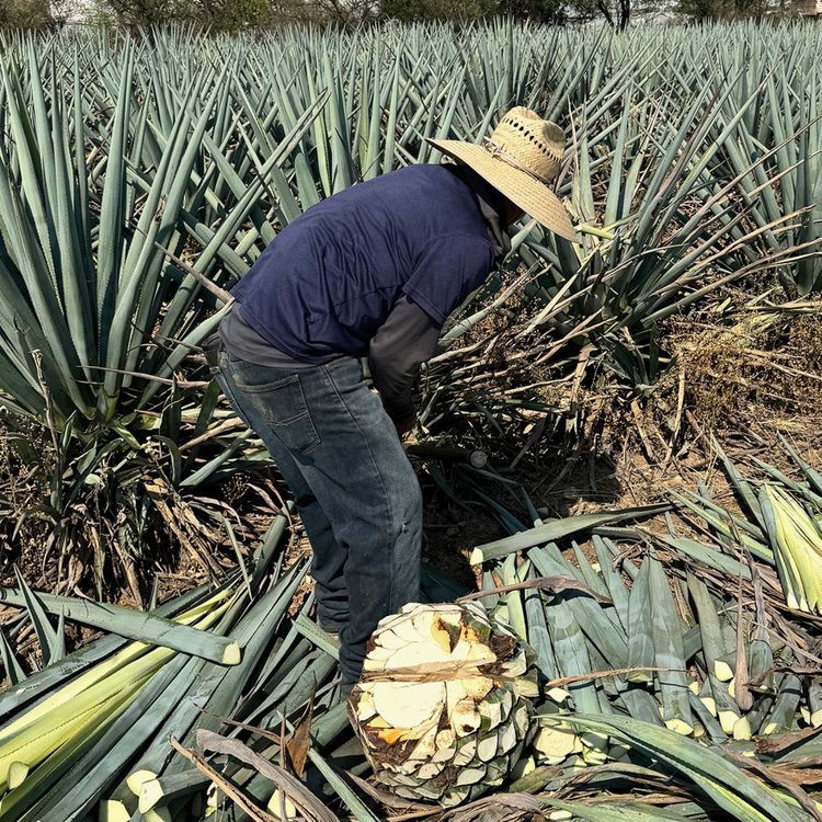 cover art for All You Needed To Know About Los Arango - and More... 