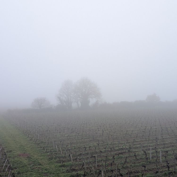 cover art for What Kind of Fog Is Bordeaux In?