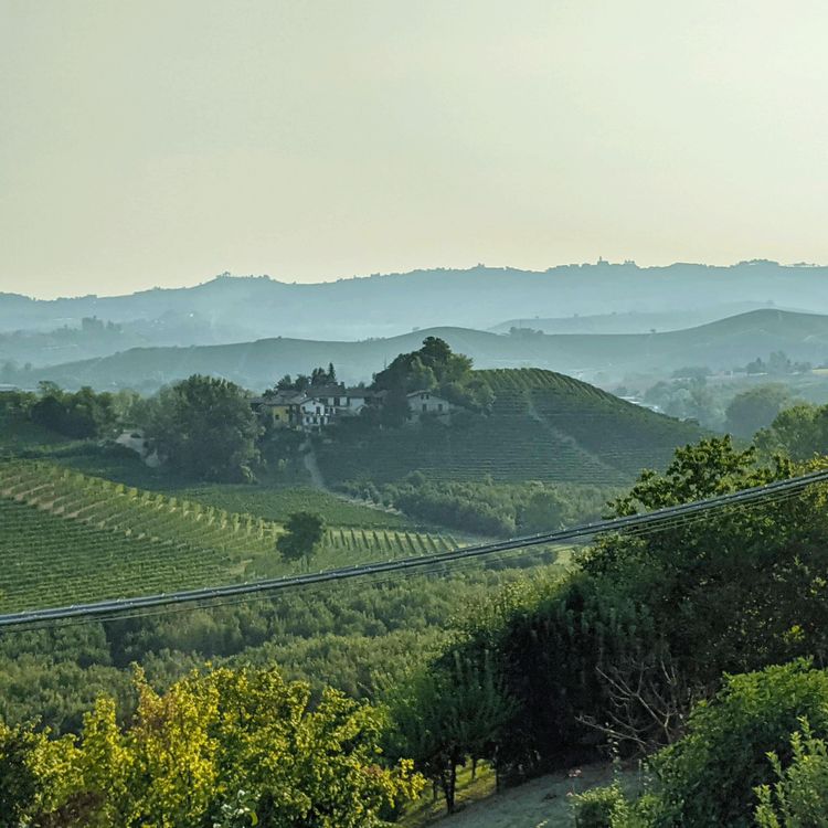 cover art for Golf Claps and Nebbiolo: A Playful Dive into Barolo and Barbaresco