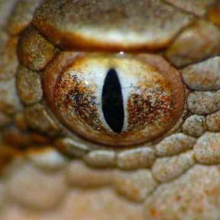 cover art for 82. Vaara pinnan alla