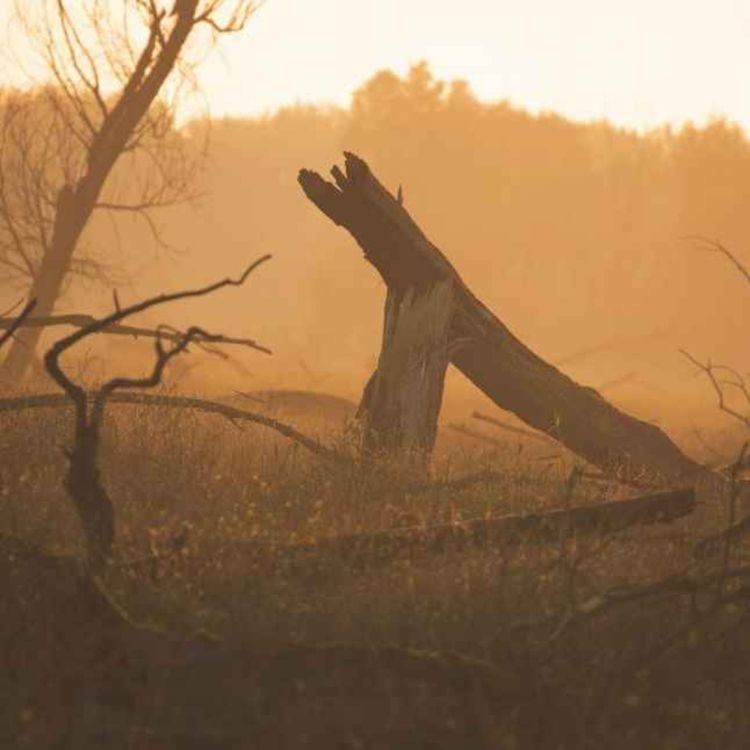 cover art for 103. Korkeus 611