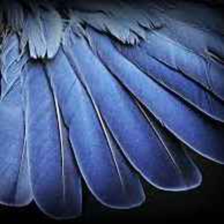 cover art for 119. Höyheniä