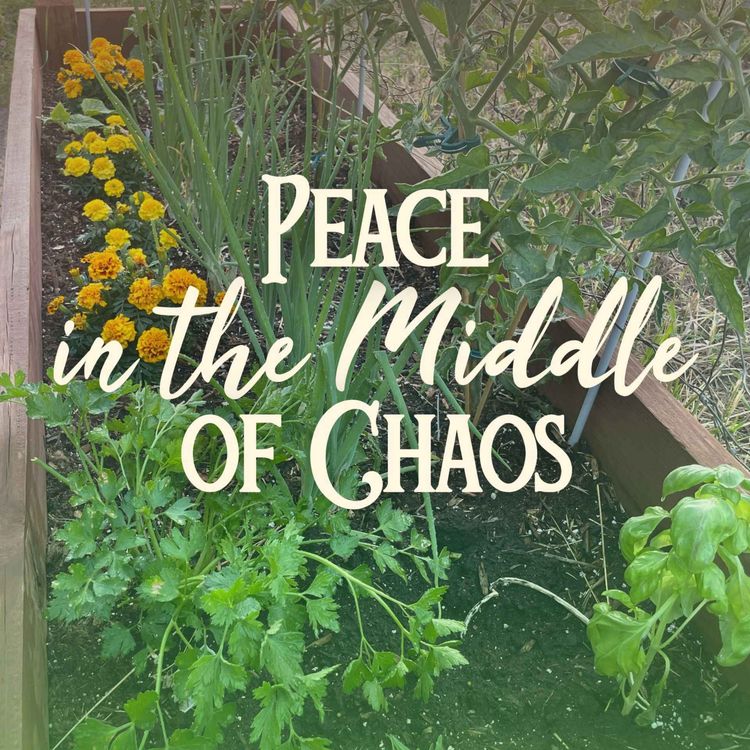 cover art for Peace in the Middle of Chaos