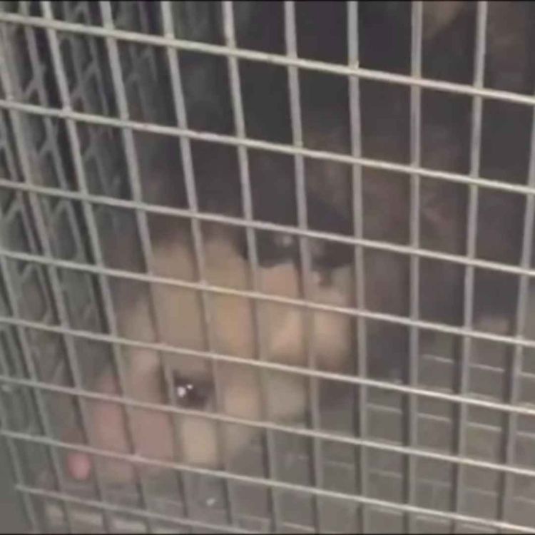 cover art for M U K B A N G - 0 4 5 2