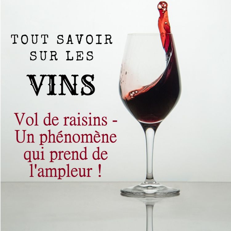 cover art for Vol de raisins - Un phénomène qui prend de l'ampleur