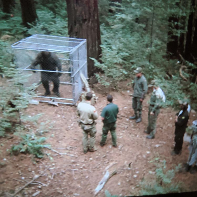 cover art for 5 TRUE CREEPY APPALACHIAN TRAIL HORROR STORIES