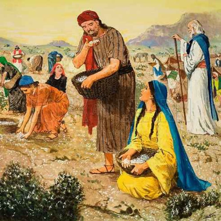 cover art for Manna In The Wilderness