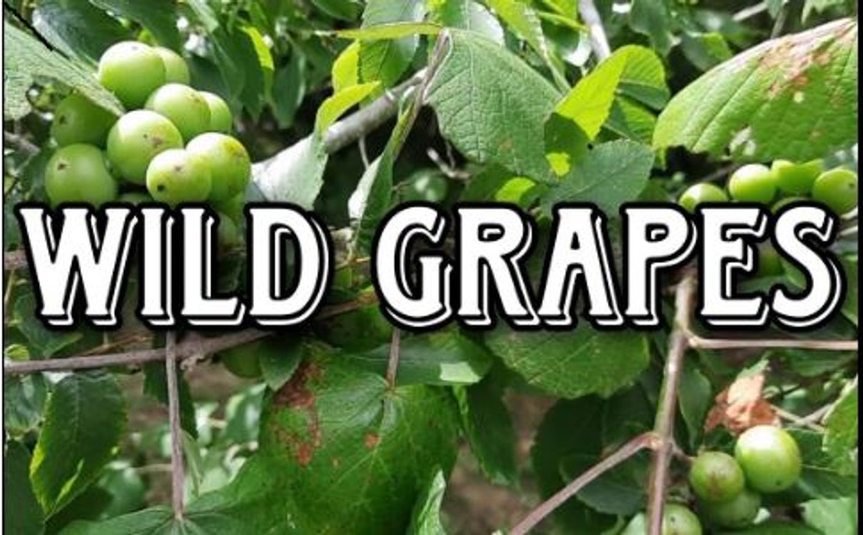 cover art for Isaiah’s Song of the Vineyard - Will Our Grapes Be Wild and Bitter?