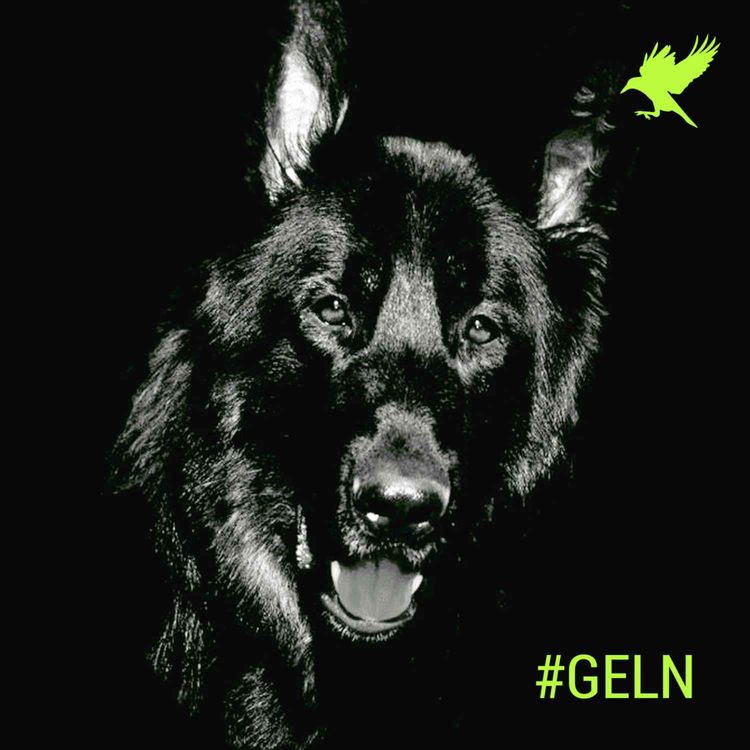 cover art for La maldición del cadejo