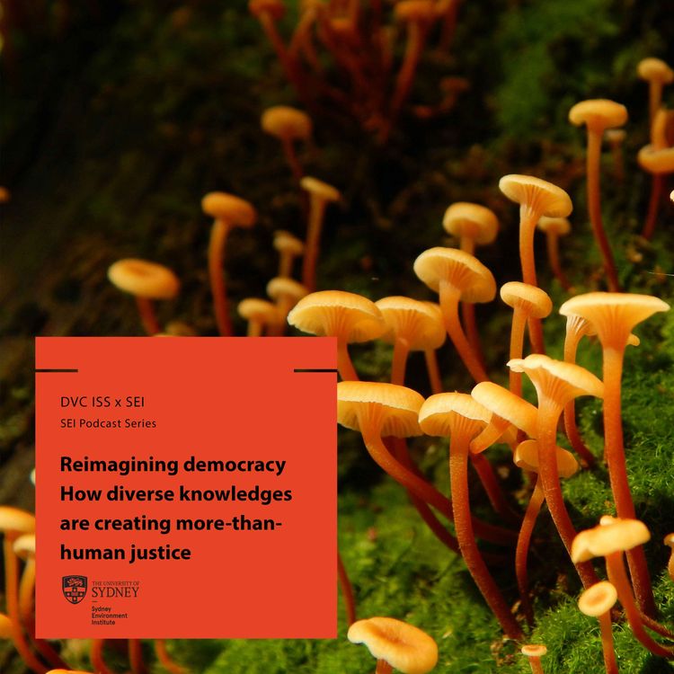 cover art for Reimagining democracy: how diverse knowledges are creating more-than-human justice