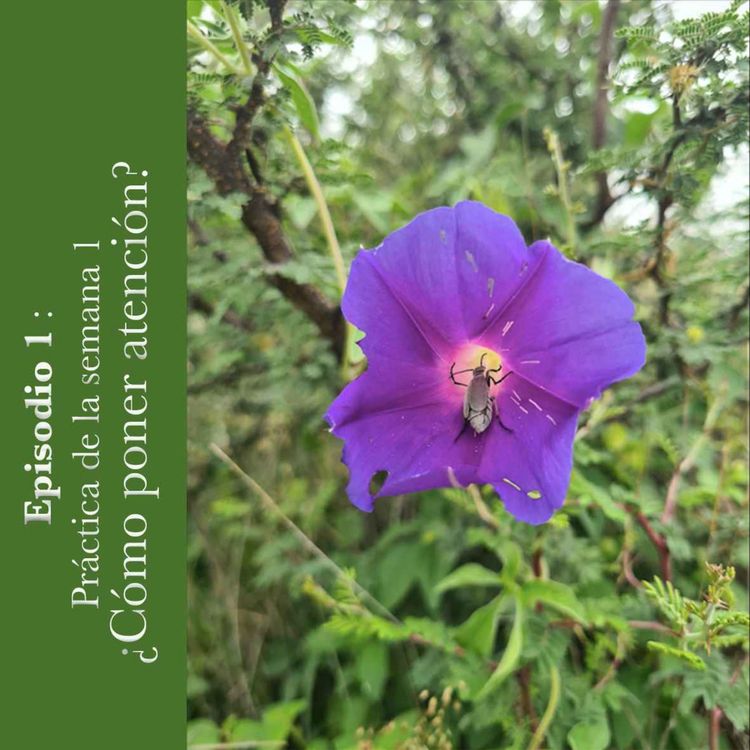 cover art for #1 Práctica semana 1: ¿Cómo poner atención?